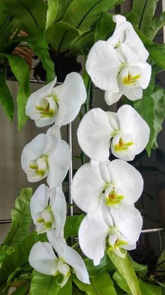 Красивый Белый Phalaenopsis Орхидеи Цветы Цветут Саду — стоковое фото