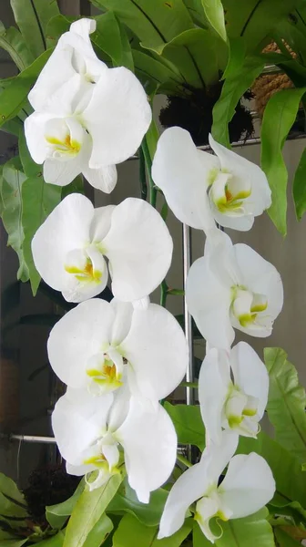 Красивый Белый Phalaenopsis Орхидеи Цветы Цветут Саду — стоковое фото
