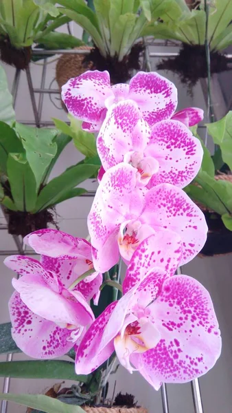 Розовый Белый Красивый Цветок Ванды Орхидеи Красивыми Лепестками Цветут Саду — стоковое фото