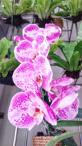 Розовый Белый Красивый Цветок Ванды Орхидеи Красивыми Лепестками Цветут Саду — стоковое фото