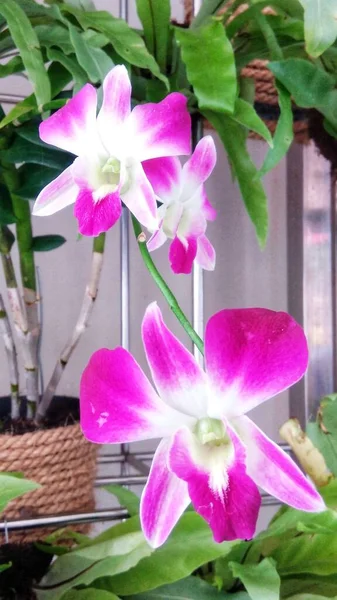 Цветы Орхидеи Дендро — стоковое фото
