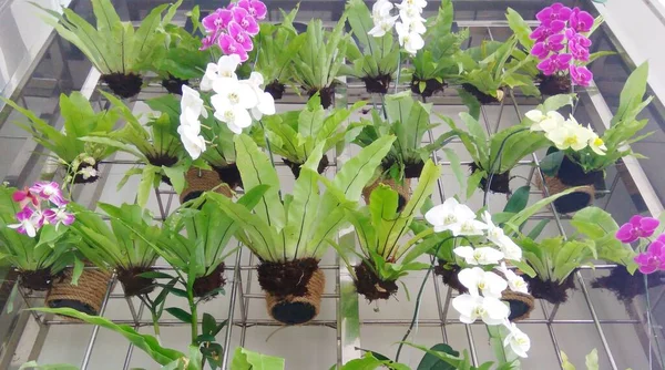 Colorful Orchid Flower arranged in rack Vertical Garden