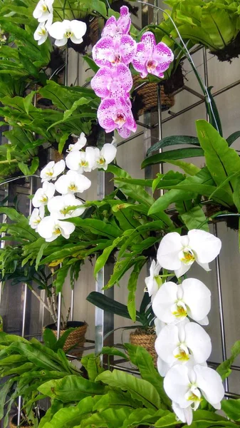 Colorful beautiful Orchid Flower arranged in rack Vertical Garden