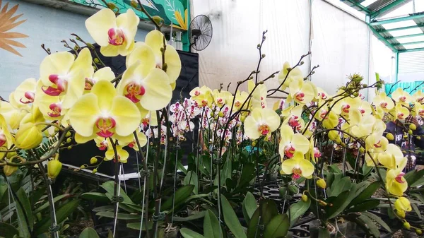 Блестящая Желтая Орхидея Фаленопсис Цветущая Ботаническом Цветке — стоковое фото