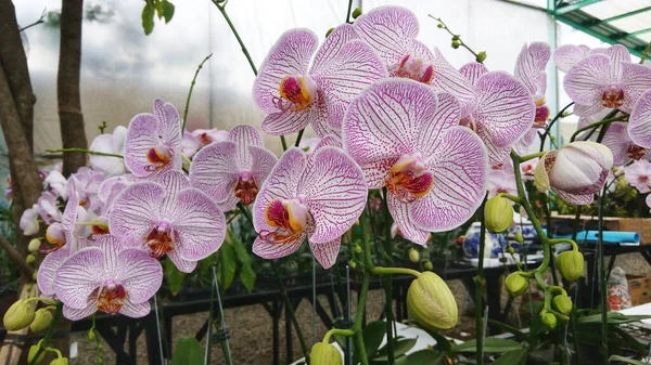 Цветок Орхидеи Ванды Розовым Фиолетовым Цветом — стоковое фото