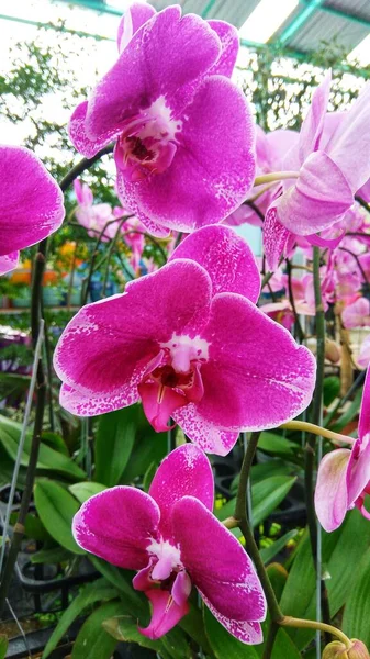 Фиолетовый Фаленопсис Орхидея Цветет Цветочном Саду — стоковое фото
