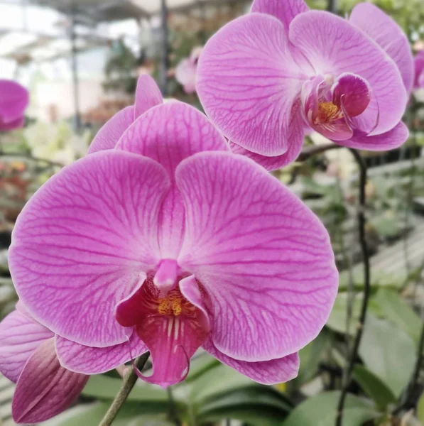 Закрыть Розовый Красивый Цветок Орхидеи Ванды Фиолетовым Белым Фисташковым — стоковое фото