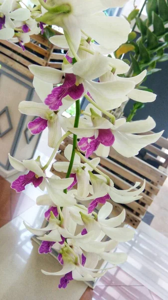 Close Biała Orchidea Dendrobium Różowymi Tłokami Kwitną Ogrodzie Botanicznym — Zdjęcie stockowe