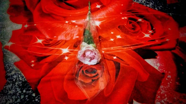 Uma Rosa Rosa Colocada Fundo Flor Vermelha — Fotografia de Stock