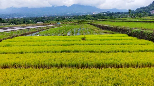 Beauiful Land Green Rice Fields Agriculture Village Mountain Panorama — Stock Photo, Image