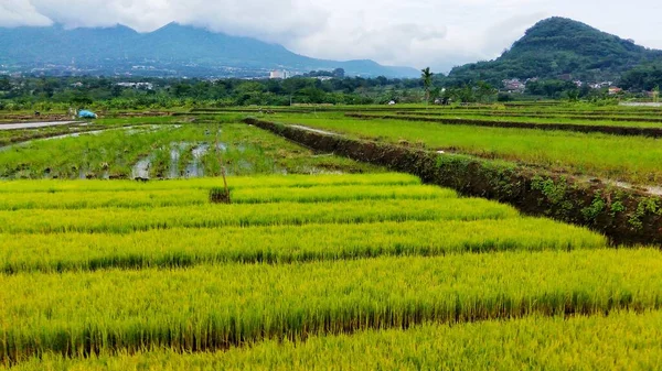 Beauiful Land Green Rice Fields Agriculture Village Mountain Panorama — Stock Photo, Image