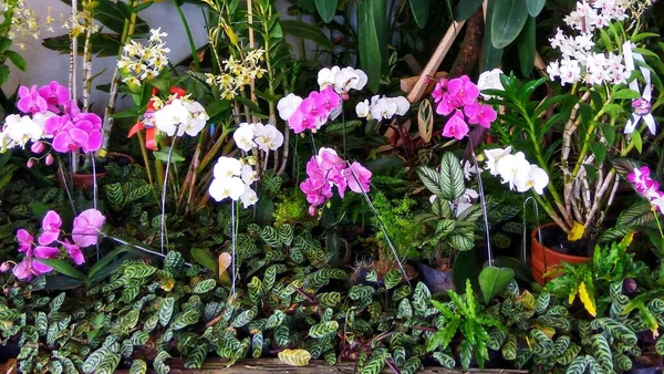 Çiçek Bahçesinde Güzel Renkli Orkideler Çiçek Açar — Stok fotoğraf