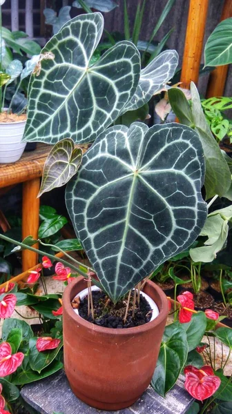 Caladium Family Plant with Big Green Leaves bloom in the garden