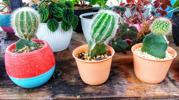 Mini Cactus Fresco Con Exhibición Colorida Las Ollas Mercado Flores — Foto de Stock