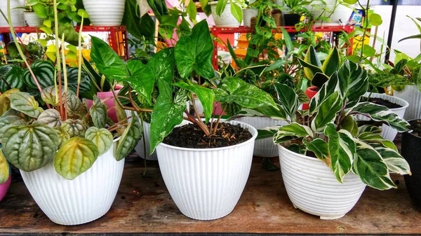 Varios Tipos Hermosas Frescas Flores Plantas Ornamentales Exhiben Mercado Flores — Foto de Stock