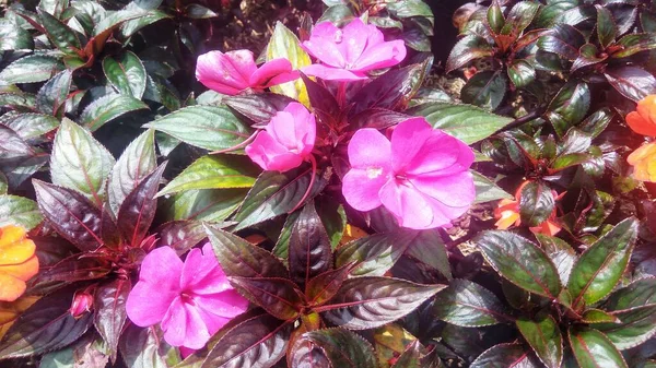 Tuore Kaunis Vaaleanpunainen Violetti Kukat Kukkivat Puutarhassa — kuvapankkivalokuva