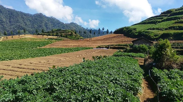 Bonita Paisagem Green Vegetable Farm Com Colina Montanha Panorama Fundo — Fotografia de Stock