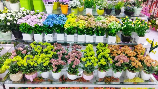 Various Ornamental Plants Colorful Pots — Stok fotoğraf
