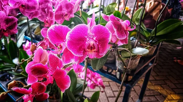 Flor Orquídea Violeta Rosa Com Pétalas Floridas — Fotografia de Stock