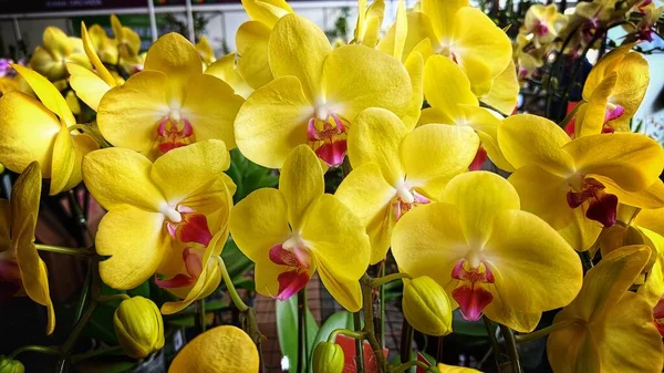 Крупный План Блестящий Желтый Phalaenopsis Орхидеи Цветения Ботанический Цветок — стоковое фото