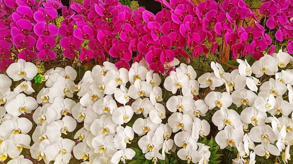 Flores Brancas Roxas Orquídea Phalaenopsis Arranjadas Estilo Paralelo — Fotografia de Stock