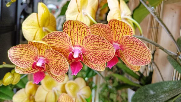 Закрыть Красивый Оранжевый Phalaenopsis Orchid — стоковое фото