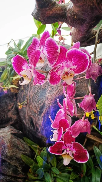 Close Rosa Branco Flor Vanda Orchid Com Belas Pétalas — Fotografia de Stock