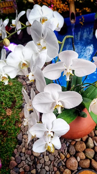 Крупный План Белого Дендробия Орхидеи Цветы Углу Сада — стоковое фото