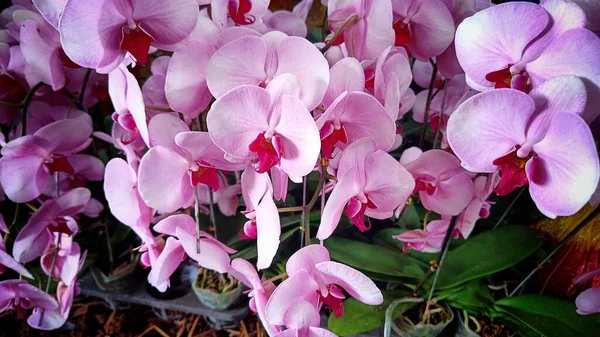 Flor Branca Roxa Orquídea Phalaenopsis Jardim Botânico — Fotografia de Stock