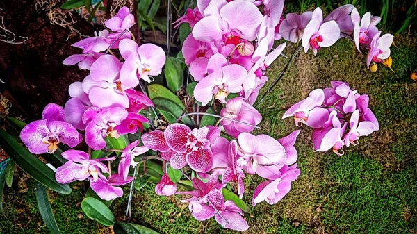 Белый Розовый Фаленопсис Орхидея Цветок Цветет Пышные Лепестки Ботаническом Саду — стоковое фото