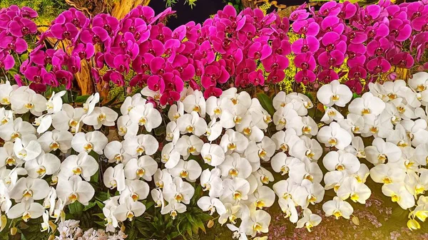 Mor Beyaz Falaenopsis Orkidesi Çiçek Bahçesinde Bir Bayrak Gibi Dizilmiş — Stok fotoğraf