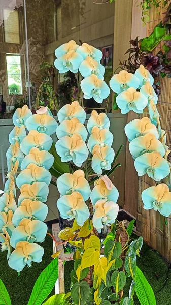 Bella Esposizione Arancio Torquoise Del Orchidea Phalaenopsis Colore Gradazione Nel — Foto Stock