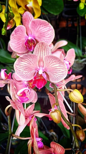 Закрыть Розово Фиолетовый Красивый Цветок Орхидеи Ванды — стоковое фото