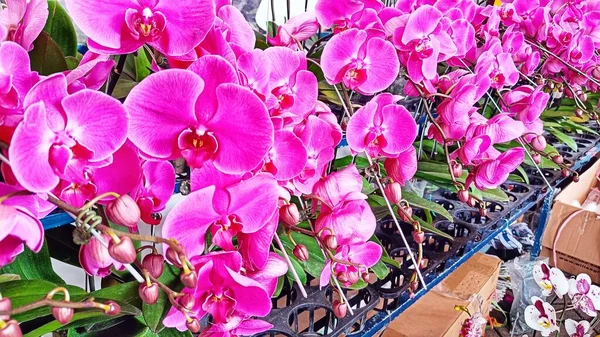 Rose Violet Phalaenopsis Fleur Orchidée Avec Des Pétales Luxuriants Fleurissent — Photo