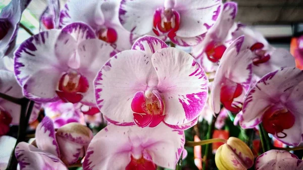 Fechar Acima Flor Rosa Branca Orchid Dendrobium Com Pétala Bonita — Fotografia de Stock