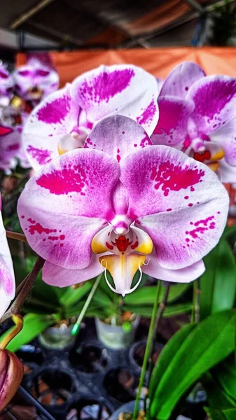 Close White Pink Gradação Dendrobium Orquídea Florescendo Jardim Flores — Fotografia de Stock
