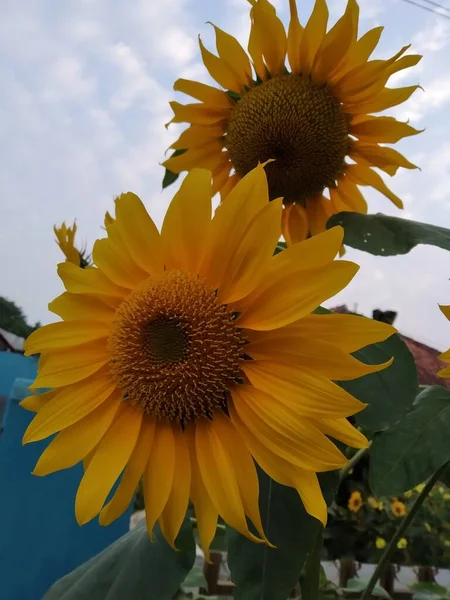 Zonnebloem Bloeit Altijd Zomer Zijn Kenmerken — Stockfoto