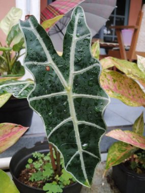 Yağmur yağdıktan sonra fil kulağı süsleme bitkisi