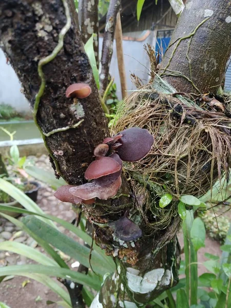 This ear fungus grows on tree trunks that are dead and damp due to the rainy season