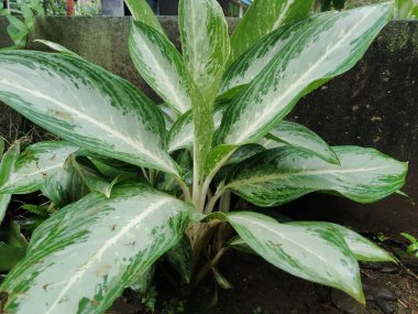 favorite ornamental plant aglonema
