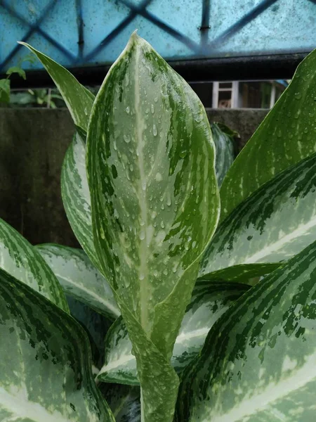 Folhas Verdes Aglonema Que Estão Molhadas Com Chuva — Fotografia de Stock