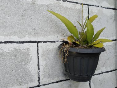 ornamental plants in pots attached to the wall