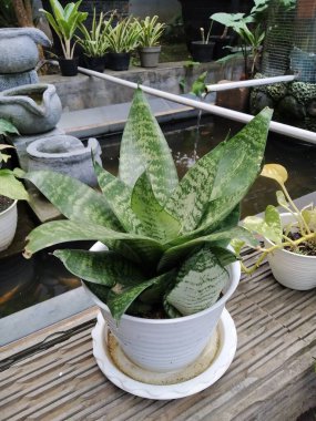 Sansevieria ornamental plants or mother-in-law's tongue in pots by the pool