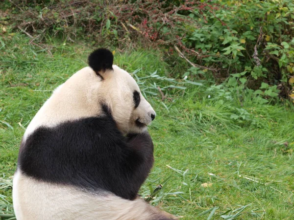 Panda Zoo Beauval — Stock Photo, Image