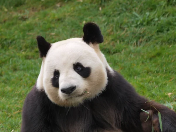 Panda Chine Dans Herbe Verte Zoo Beauval — Zdjęcie stockowe
