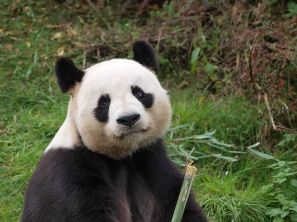 Panda Chine Zoo Beauval Mange Bambou — стокове фото