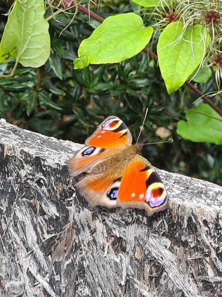 Papillon Sur Les Murs Château — Photo