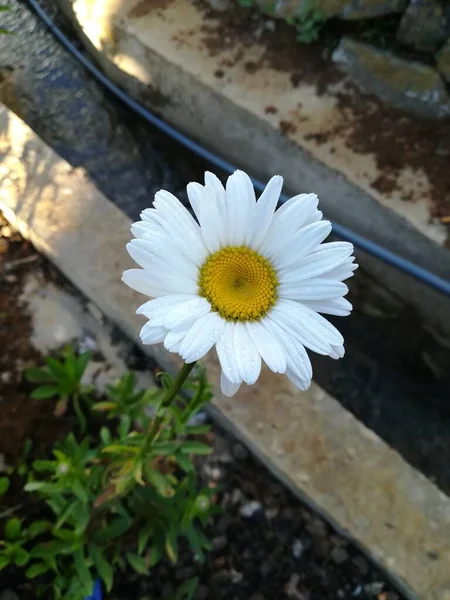 Fehér Daisy Virág Szirom Természet Kert Srí Lanka Nyár — Stock Fotó