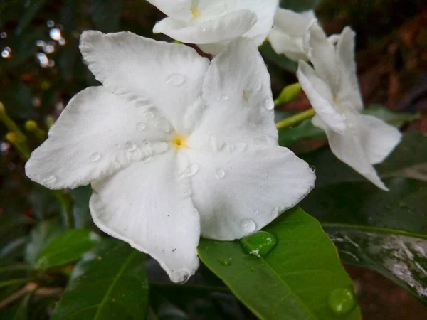 Wathusudda Flowers White Tabernaemontana Divaricata Commonly Called Pinwheel Flower Sri — Zdjęcie stockowe