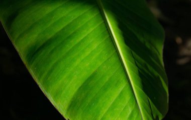 yeşil yapraklar, bitki örtüsü ve doğa